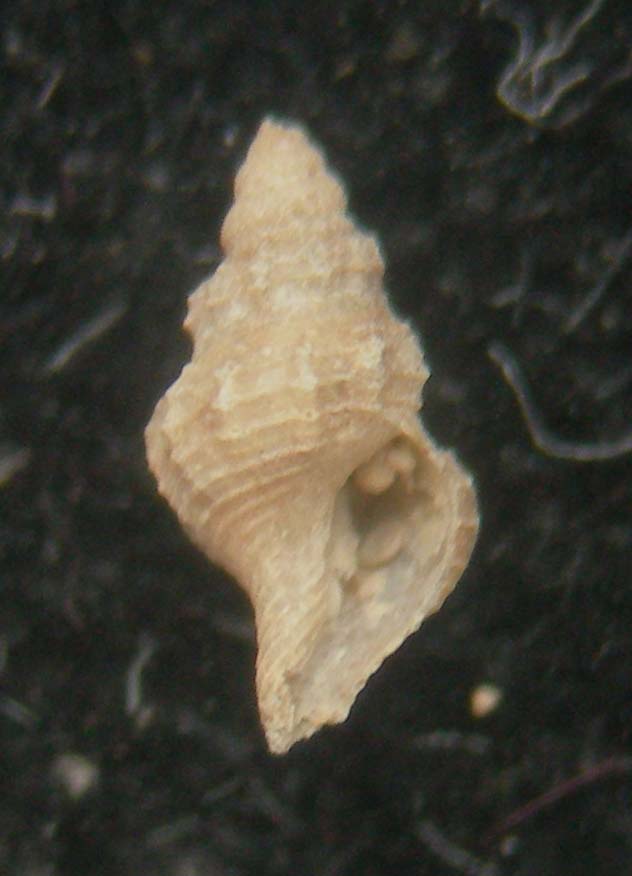 pleurotomella